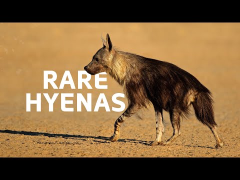 Rare Brown Hyenas: The Underdogs Of Namibia | Hyena Documentary